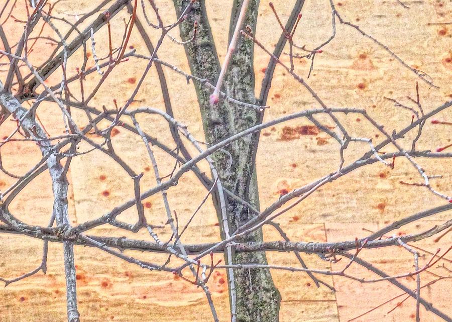 Tree Abstract 202 Digital Art By Select Photos Fine Art America   Treet Abstract 202 Select Photos 