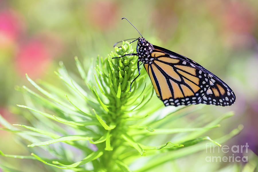 Monarch Tree Topper Photograph by Janice Noto - Fine Art America