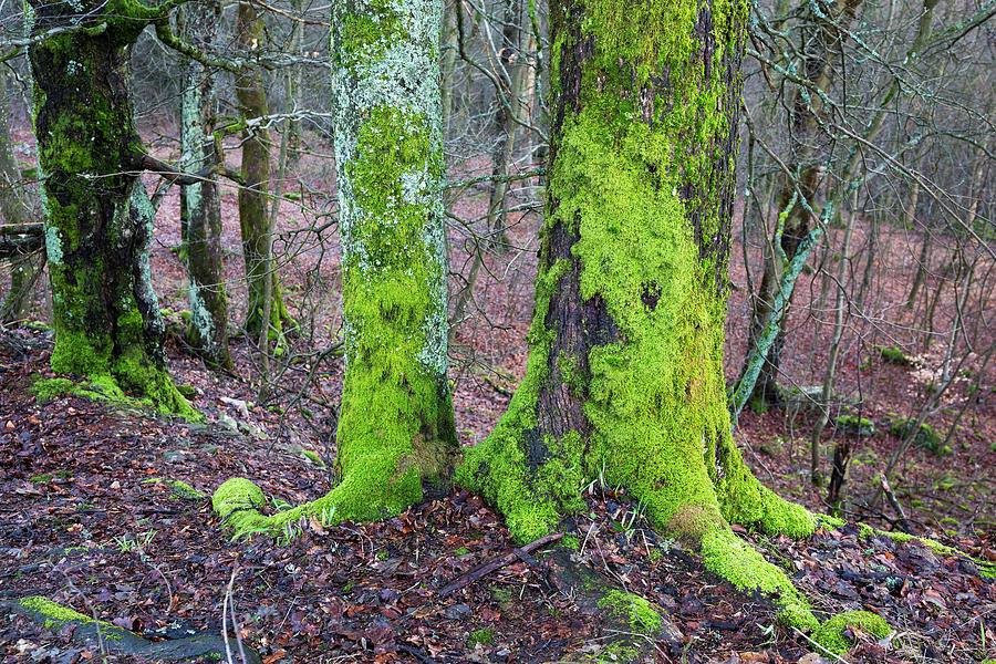 Treetrunks Covered With Moss, Germany, Europe Photograph by Konrad Wothe
