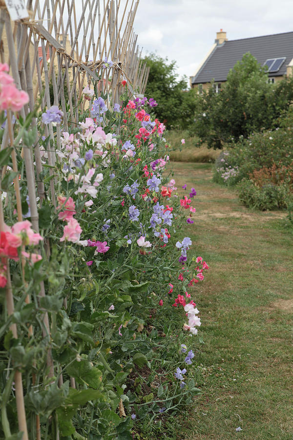 Trellis With Blooming Sweet Peas Photograph by Sonja Zelano