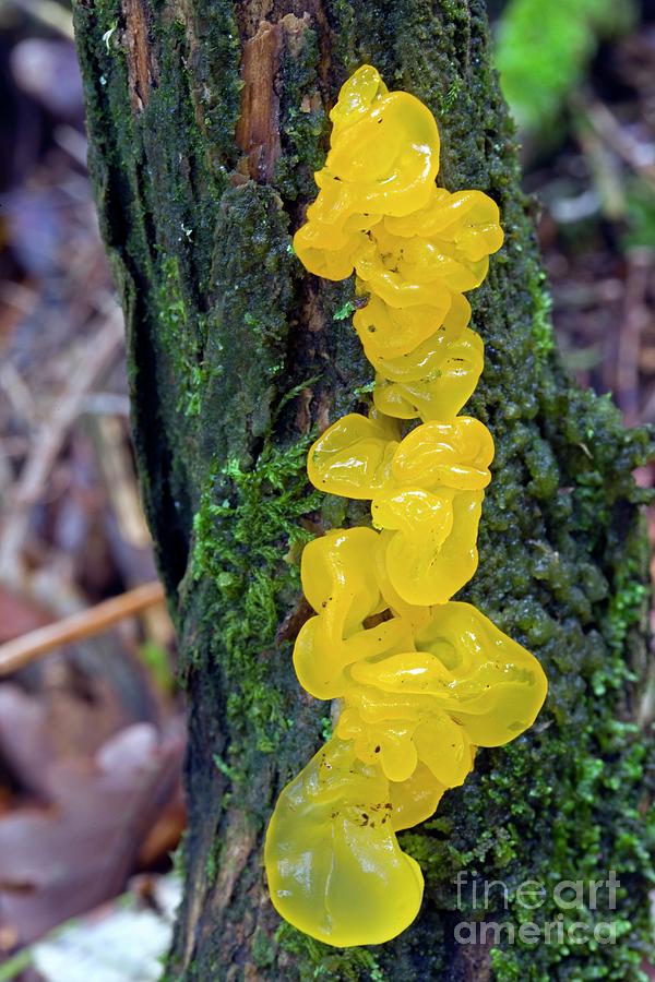 tremella mesenterica