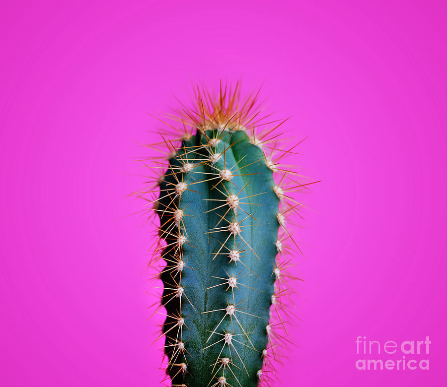 Trendy neon cactus closeup over bright pink pastel background. C Photograph by Jelena Jovanovic