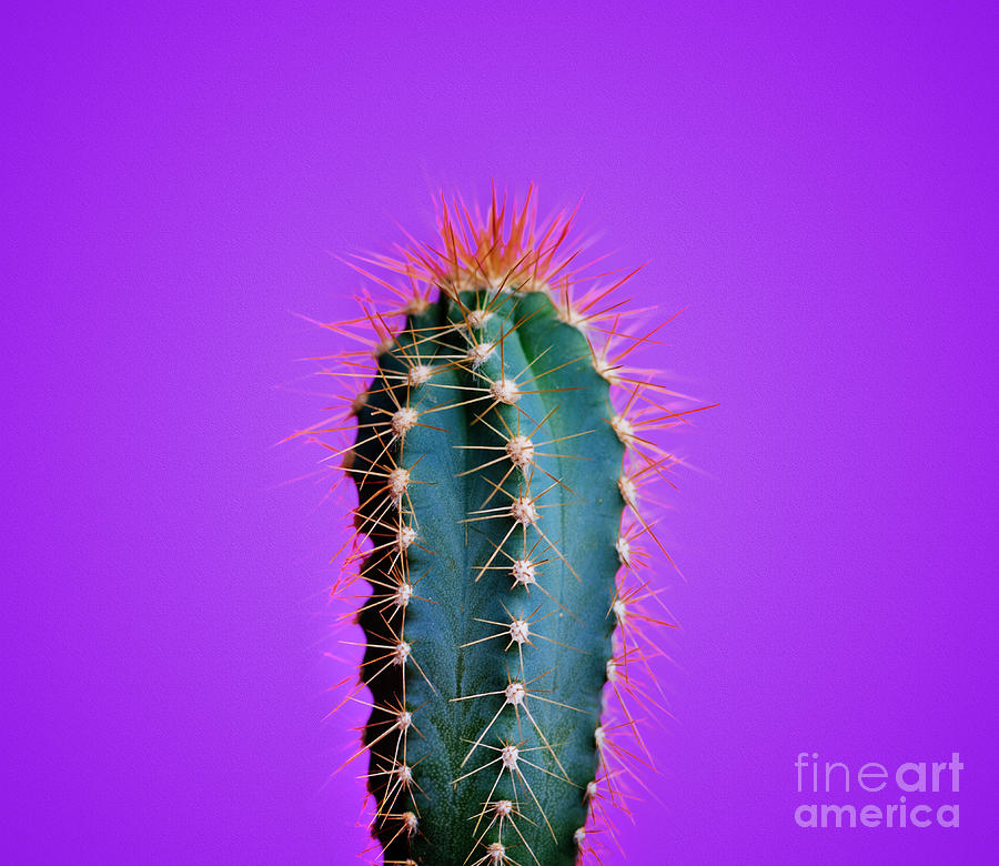 Trendy neon cactus closeup over bright purple pastel background. Photograph by Jelena Jovanovic