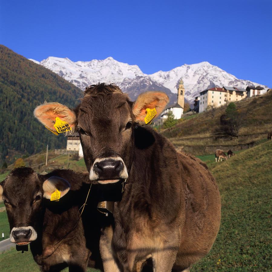 Trentino, Cow Pastures, Italy Digital Art by Johanna Huber