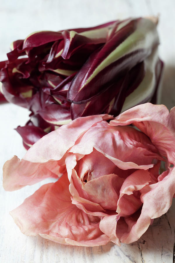 Treviso Pink Radicchio Photograph by Hilde Mche