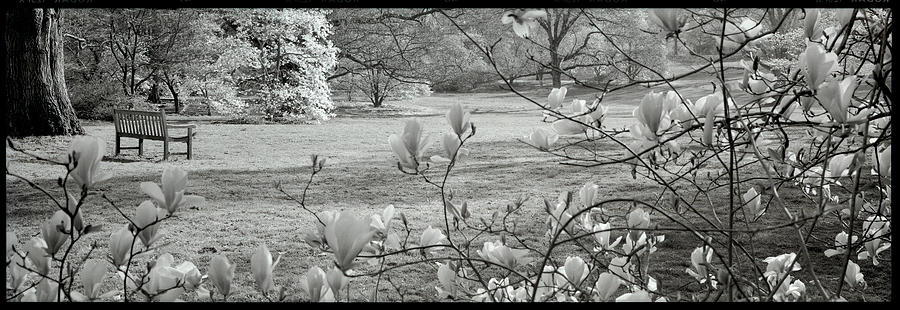 Black And White Photograph - Trh11 - Hampton Magnolia I by Alan Blaustein