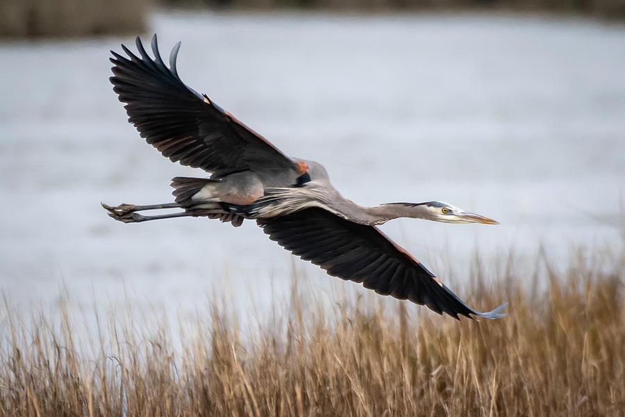 Tri-color Heron in Flight Photograph by Gary E Snyder