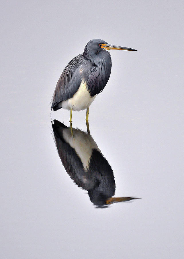 Tri-color Heron Photograph by Photo By Ladora Sims