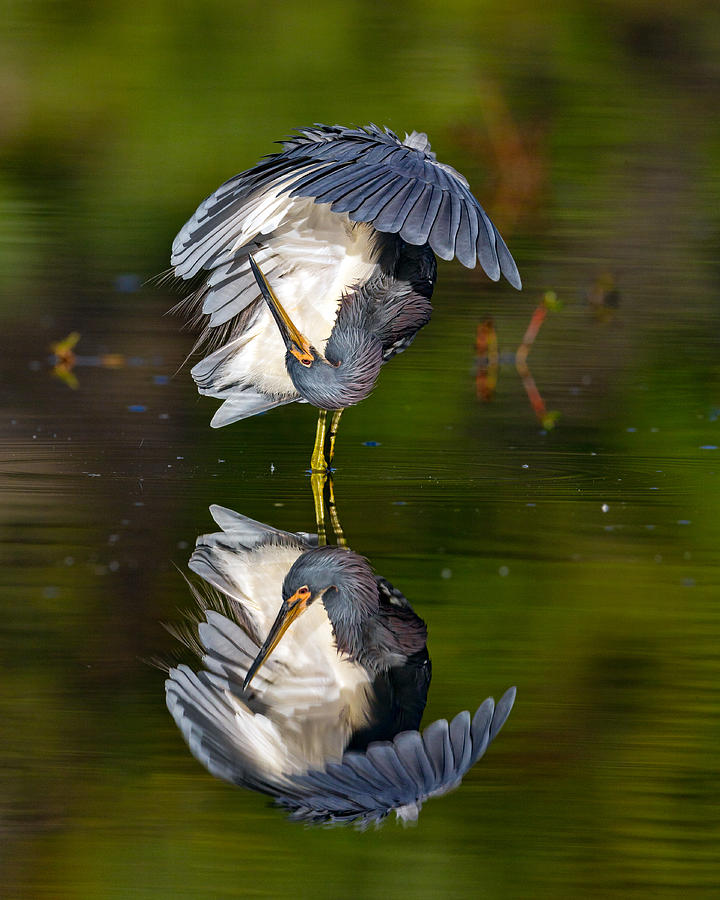 Heron Photograph - Tri Color Reflection 1 by David Eppley