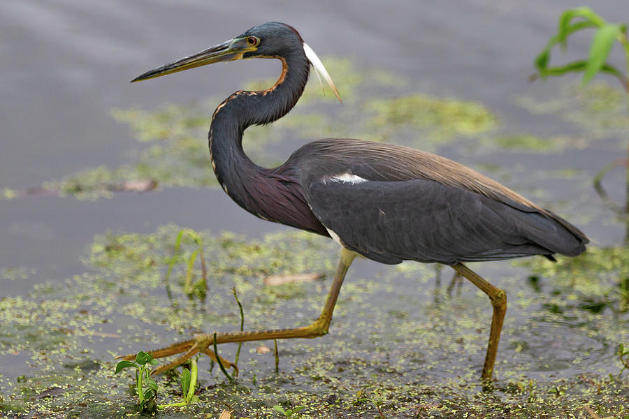 Tri-Colored Heron Photograph by Tim Kirchoff