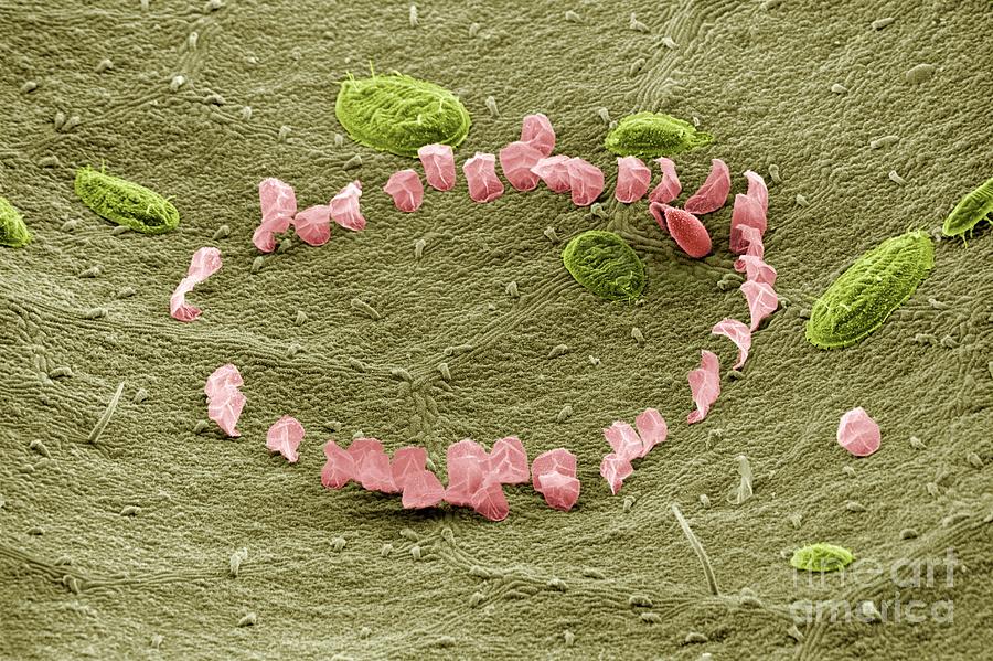 Tomato Photograph - Trialeurodes Vaporariorum Eggs And Larvae by Dr Jeremy Burgess/science Photo Library