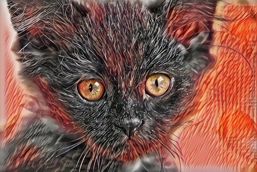 Triangle Face Kitten Digital Art by Don Northup