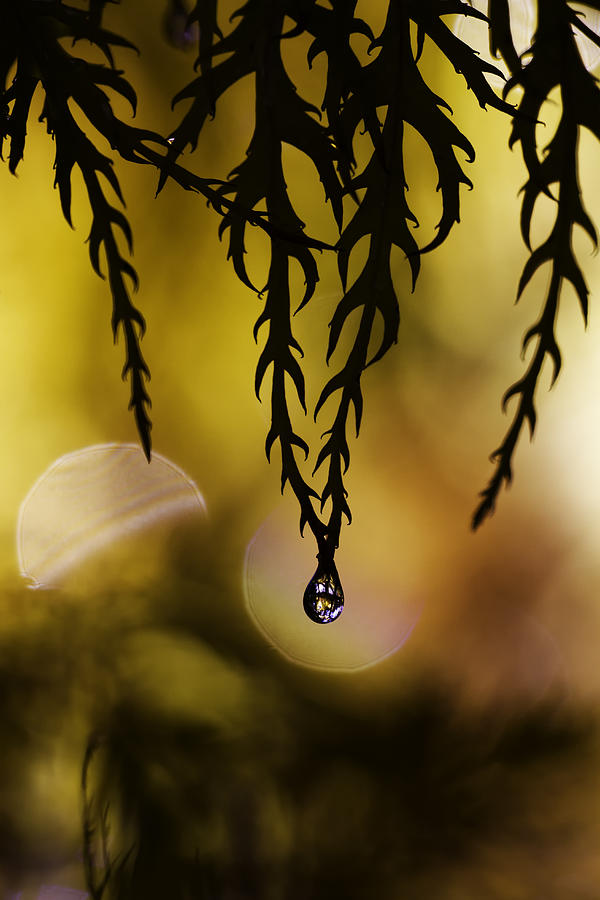 Droplet Photograph - Tribe Jewelry by Fabien Bravin