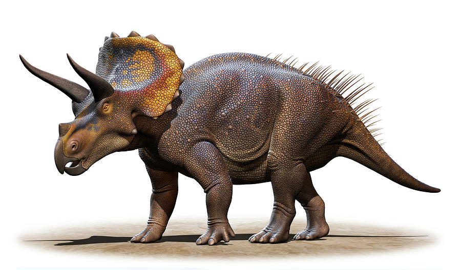 Triceratops Horridus Isolated Photograph by Mohamad Haghani - Fine Art ...