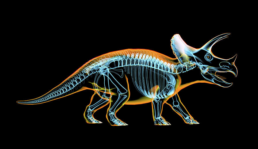 Triceratops Skeleton With X-ray Effect Photograph by Leonello Calvetti