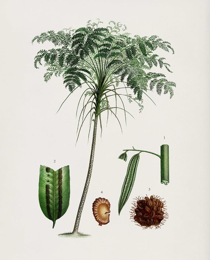Trichipteris excelsa illustrated by Charles Dessalines D Orbigny  1806 1876 1 Painting by Celestial Images