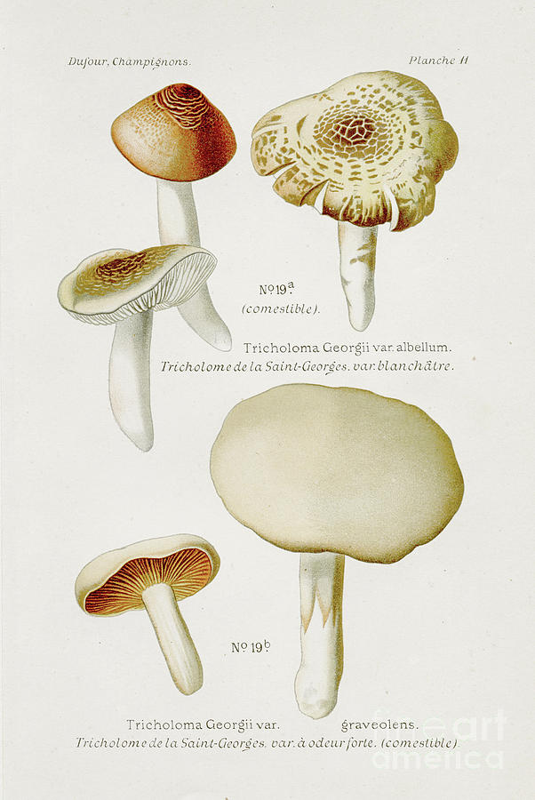 Mushroom Digital Art - Tricholoma Mushroom 1891 by Thepalmer