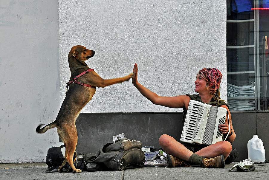 Dog Photograph - Tricks by Jane Lyons