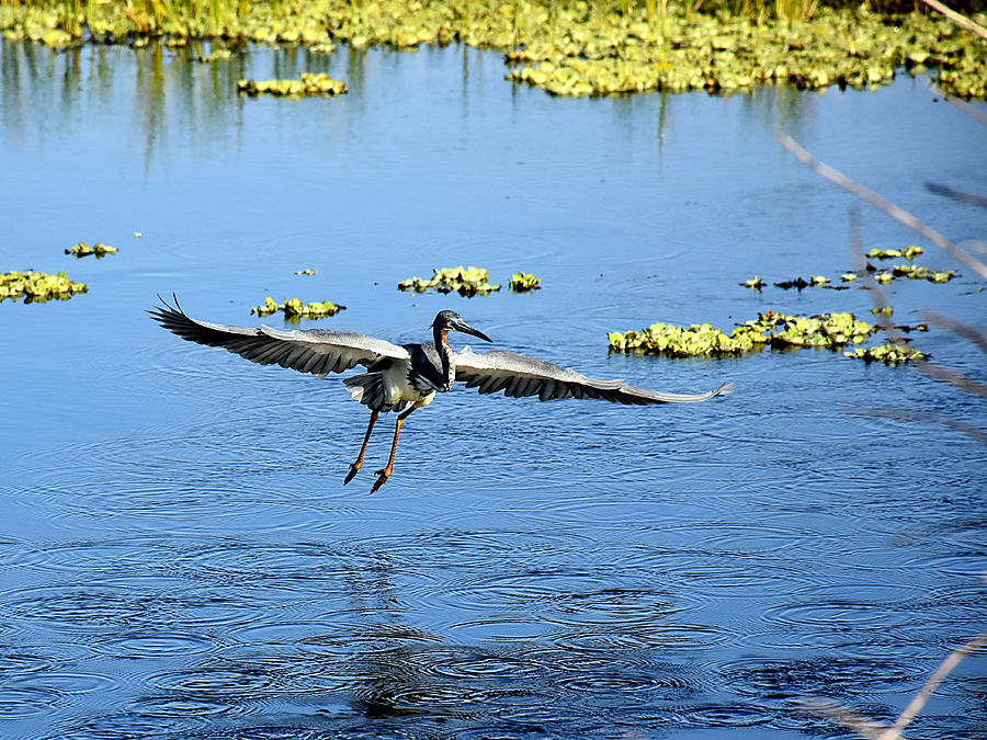 Tricolor Heron In Flight 000 Photograph by Christopher Mercer