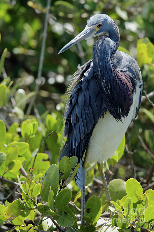 TriColor Heron Photograph by Natural Focal Point Photography