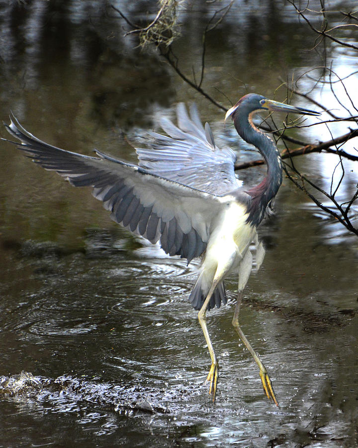 Tricolor Heron Takeoff Photograph by Jerry Griffin