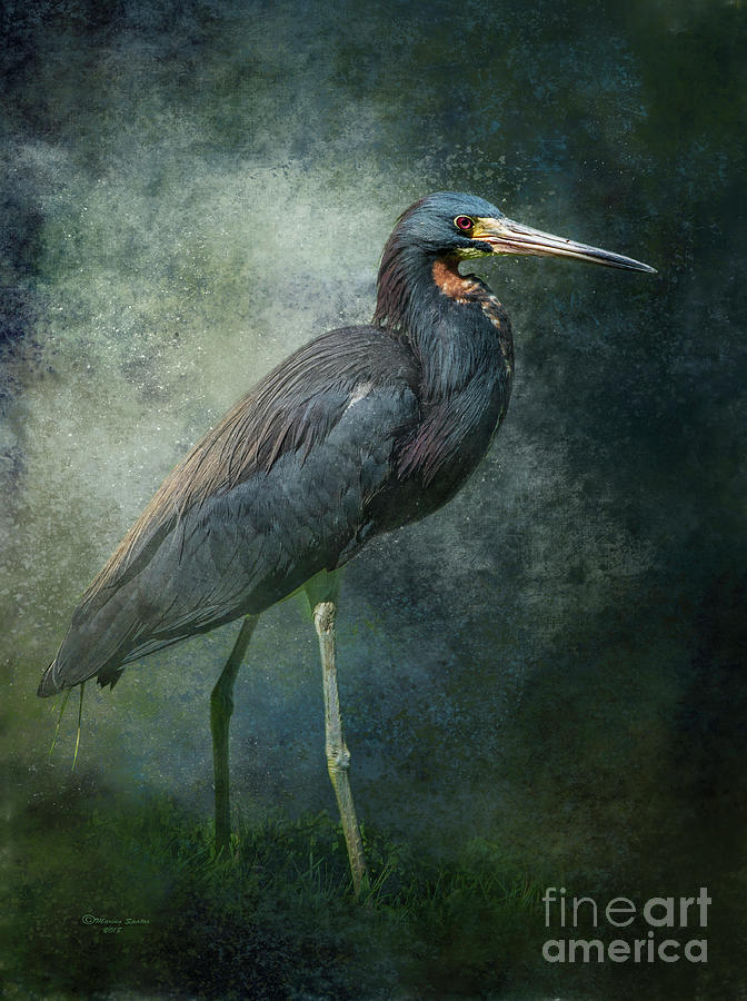 Heron Mixed Media - Tricolor Portrait by Marvin Spates