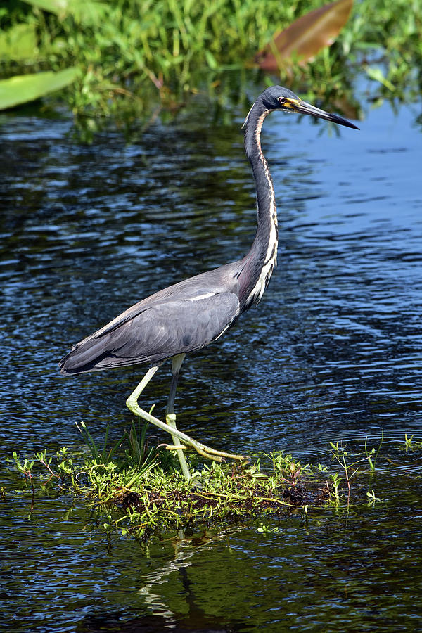 Tricolored Beauty Shot Photograph by William Tasker - Fine Art America