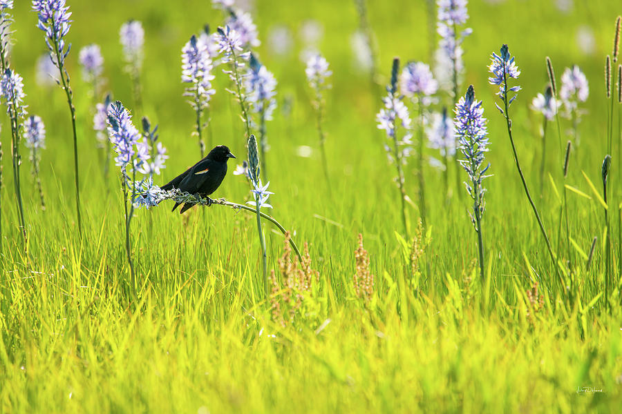 Tricolored Blackbird Photograph by Leland D Howard