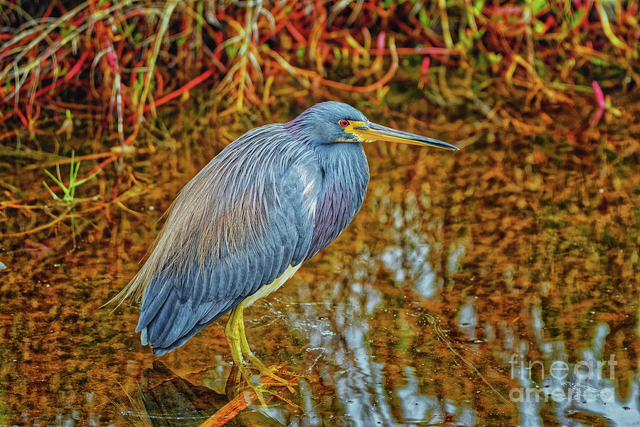 Tricolored Heron - 0879 by Marvin Reinhart Tricolored Heron - 0879 by Marvin Reinhart
