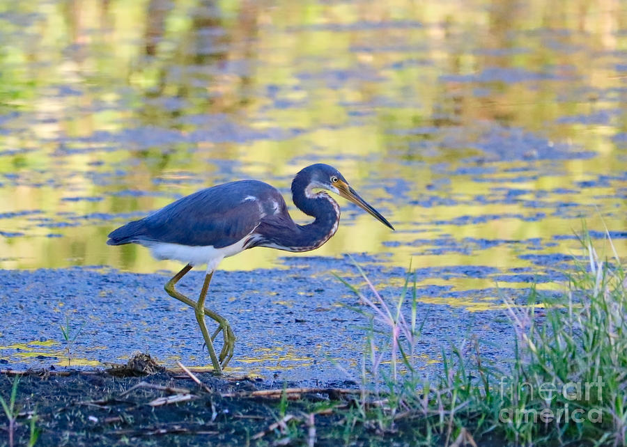 Tricolored Heron along the Pond Photograph by Carol Groenen