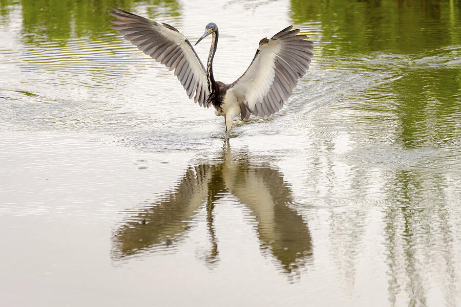 Tricolored Heron Angel Wings Photograph
