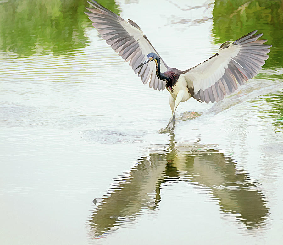 Tricolored Heron Angel Wings Photopainting Photograph