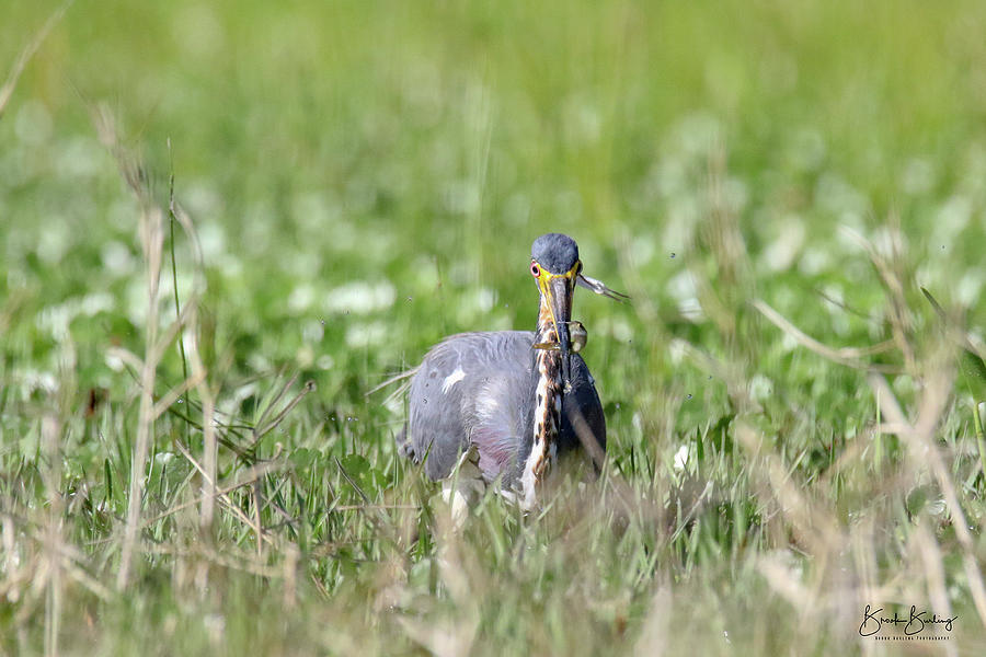 Tricolored Heron Photograph by Brook Burling