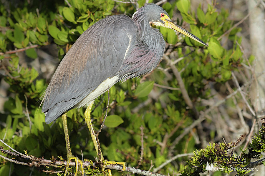 Tricolored Heron Photograph by David Cutts Tricolored Heron Photograph by David Cutts