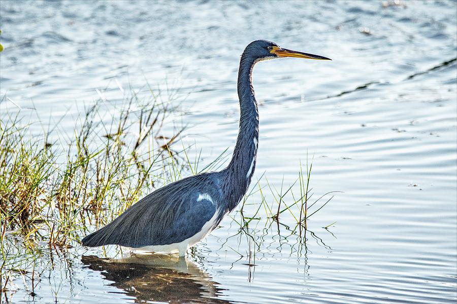 Tricolored Heron Fishing Photograph by Mary Ann Artz