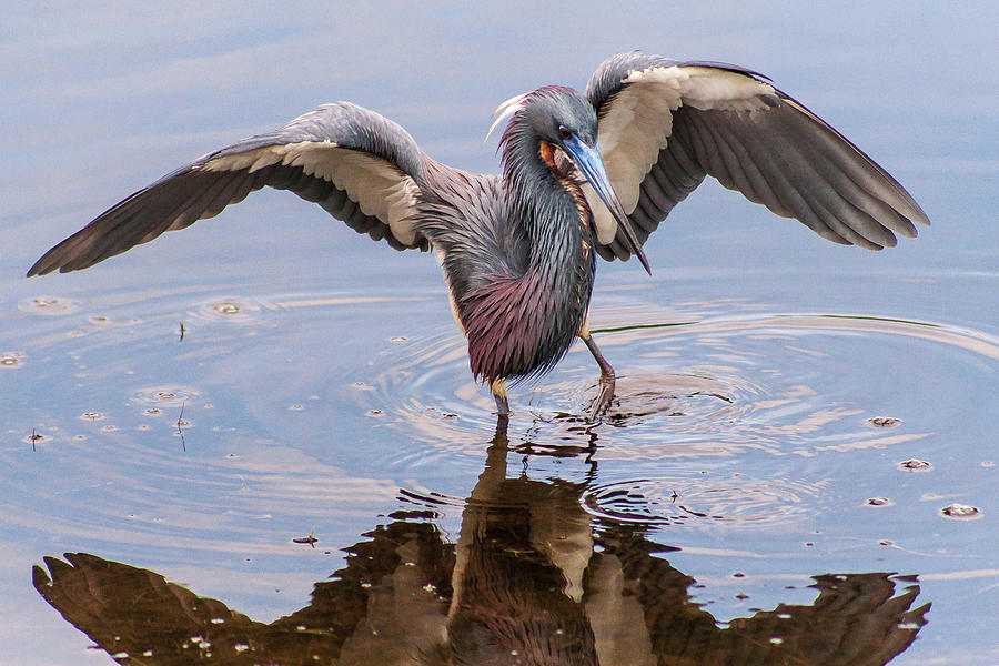 Tricolored Heron Fishing Photograph by Stefan Mazzola