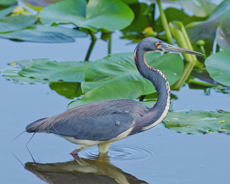Heron Photograph - Tricolored Heron Foraging by Morris Finkelstein