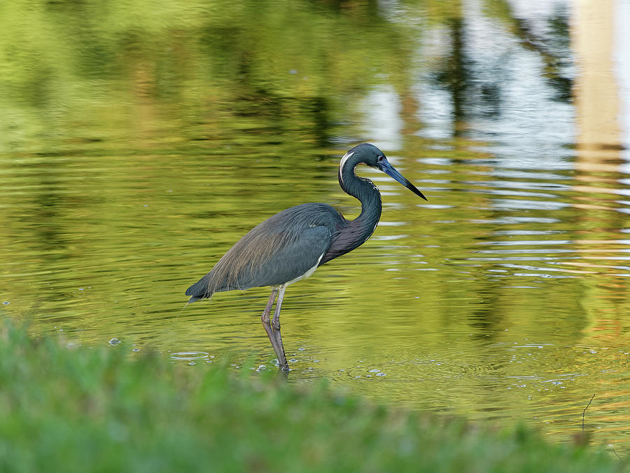 Tricolored Heron In A Lake Photograph