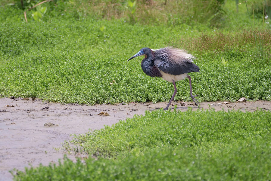Tricolored Heron In Breeding Plumage Photograph