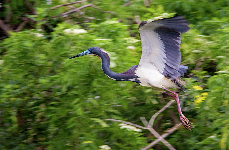Tricolored Heron in Flight Photograph by Margaret Zabor