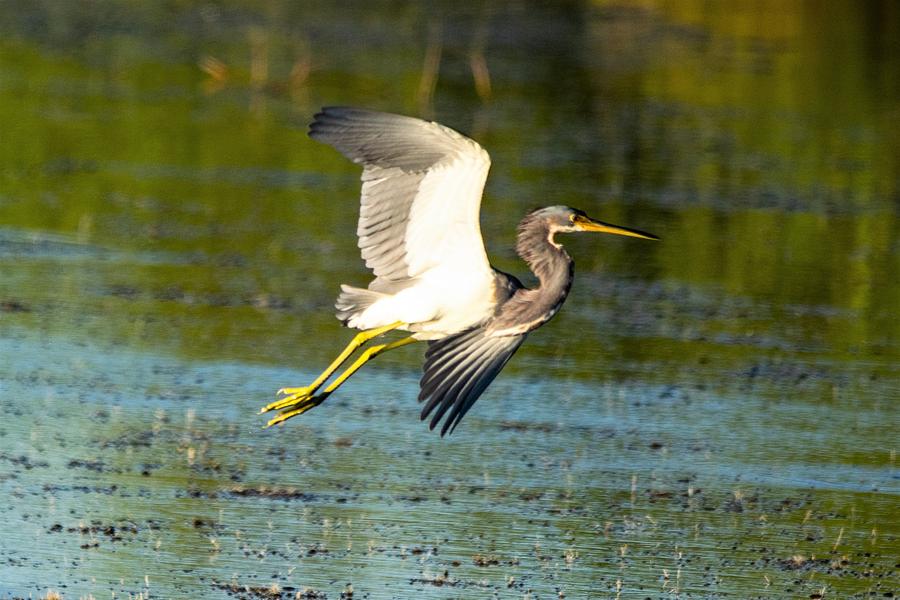 Tricolored Heron in Flight Photograph by Mary Ann Artz
