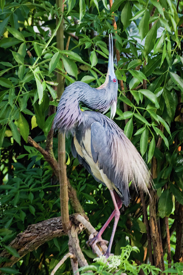 Tricolored Heron Mating Display Photograph by Dawn Currie