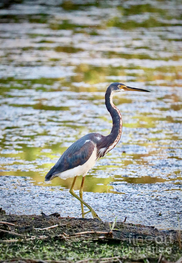 Tricolored Heron with Beautiful Pond  Photograph by Carol Groenen