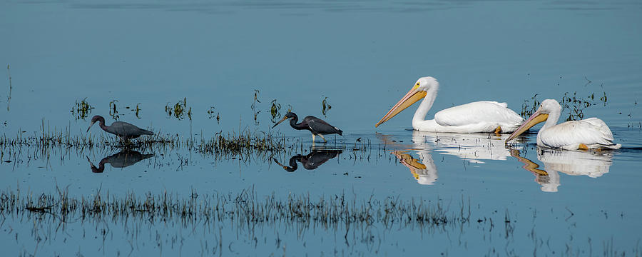Tricolored Herons and American White Pelicans by Ken Stampfer Tricolored Herons and American White Pelicans by Ken Stampfer
