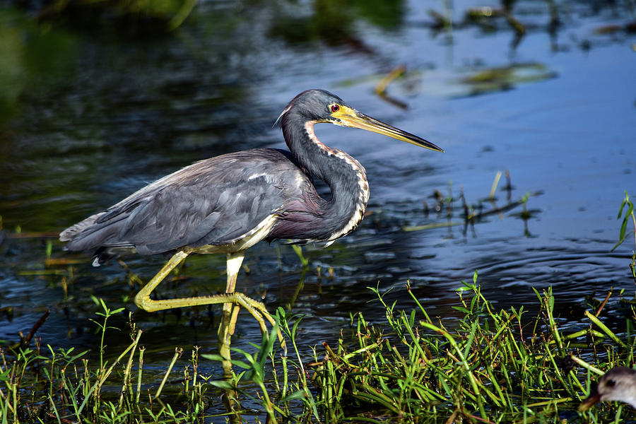 Tricolored With Nice Pose Photograph by William Tasker | Fine Art America