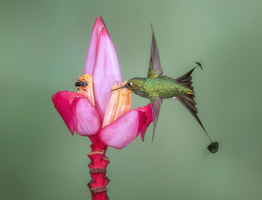 Nature Photograph - Tried To Chase Away The Bee by Sheila Xu