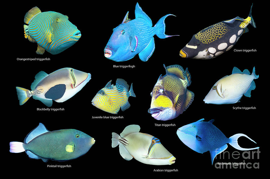 Triggerfish Photograph by Georgette Douwma/science Photo Library - Fine ...