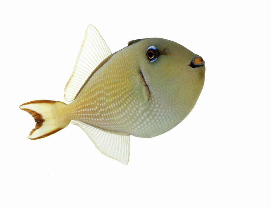 Triggerfish Digital Art by Simon Murrell - Fine Art America