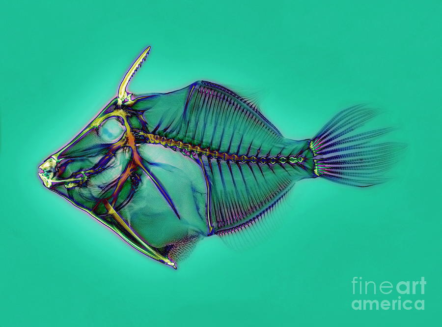 Triggerfish Skeleton Photograph by D. Roberts/science Photo Library