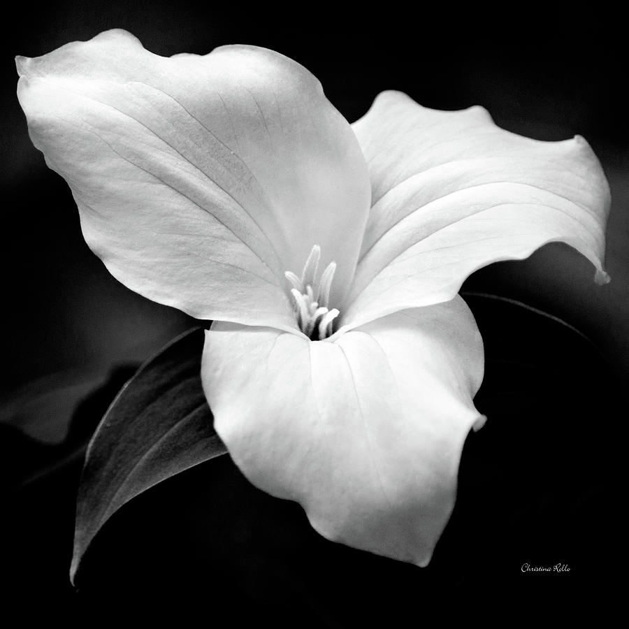 Trillium Black and White Photograph by Christina Rollo
